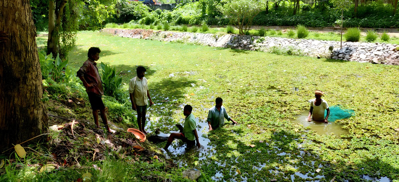 Before de-weeding, Yelahanka Puttenahalli.